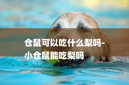 倉鼠可以吃什么梨嗎-
小倉鼠能吃梨嗎