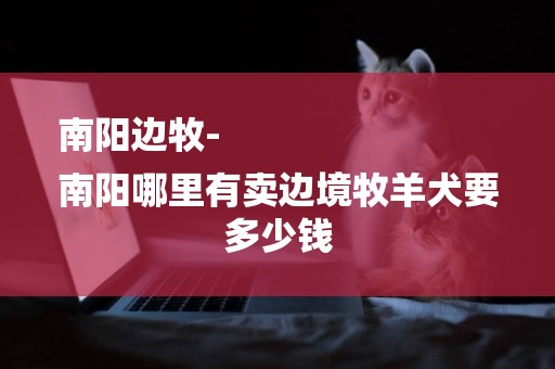 南陽邊牧-
南陽哪里有賣邊境牧羊犬要多少錢