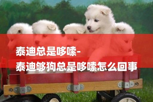 泰迪總是哆嗦-
泰迪夠狗總是哆嗦怎么回事