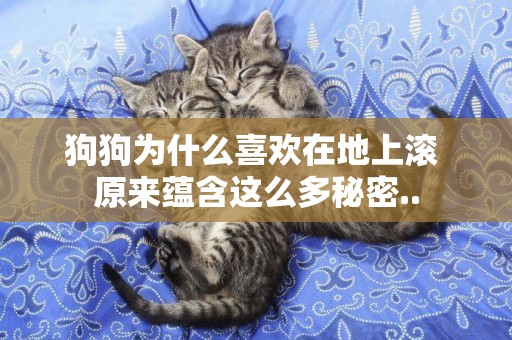 狗狗為什么喜歡在地上滾 原來蘊含這么多秘密..