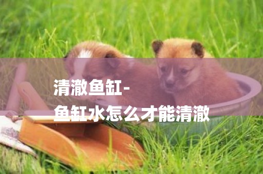 清澈魚缸-
魚缸水怎么才能清澈