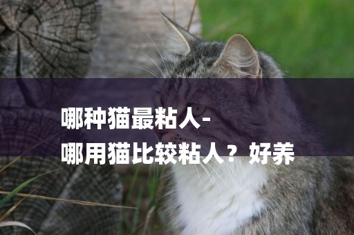 哪種貓最粘人-
哪用貓比較粘人？好養