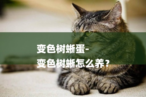 變色樹蜥蛋-
變色樹蜥怎么養？