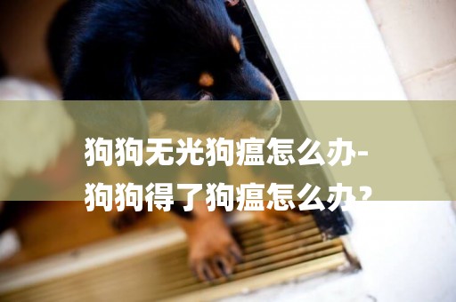 狗狗無光狗瘟怎么辦-
狗狗得了狗瘟怎么辦？