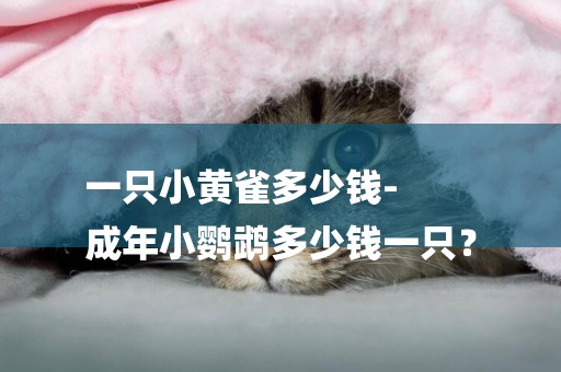 一只小黃雀多少錢-
成年小鸚鵡多少錢一只？