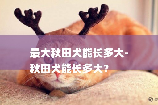 最大秋田犬能長多大-
秋田犬能長多大？