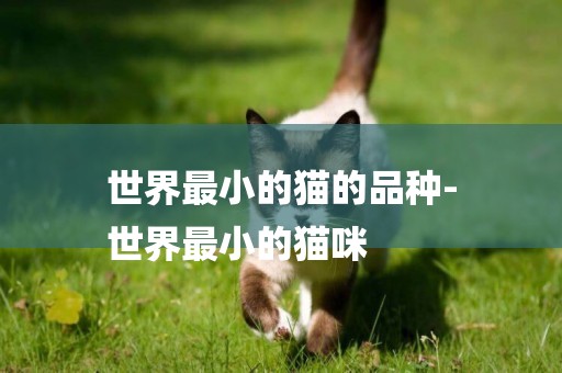 世界最小的貓的品種-
世界最小的貓咪
