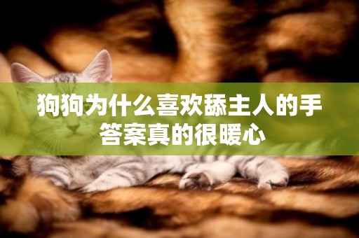 狗狗為什么喜歡舔主人的手 答案真的很暖心