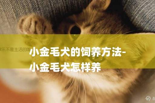 小金毛犬的飼養方法-
小金毛犬怎樣養