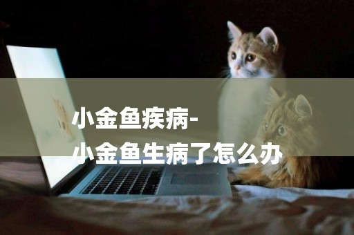 小金魚疾病-
小金魚生病了怎么辦