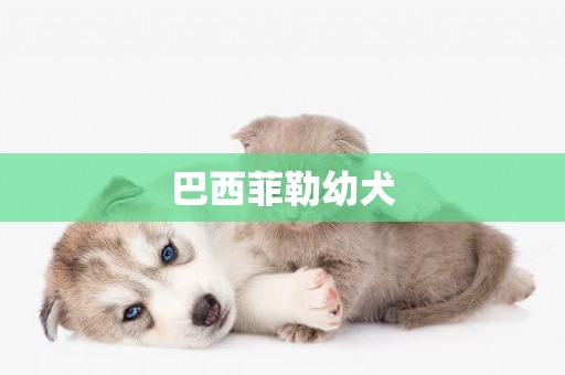巴西菲勒幼犬