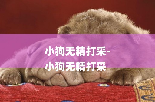 小狗無精打采-
小狗無精打采