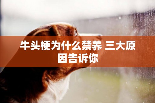 牛頭梗為什么禁養 三大原因告訴你