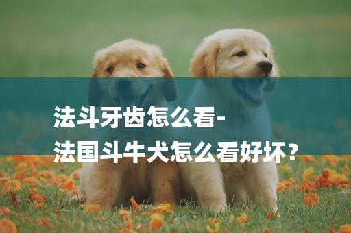 法斗牙齒怎么看-
法國斗牛犬怎么看好壞？