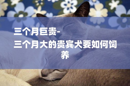 三個月巨貴-
三個月大的貴賓犬要如何飼養