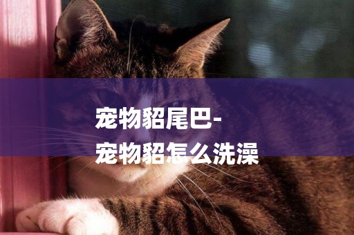 寵物貂尾巴-
寵物貂怎么洗澡