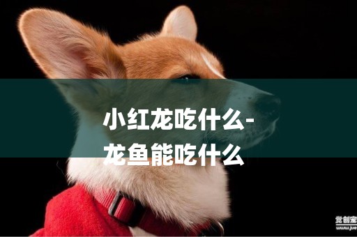 小紅龍吃什么-
龍魚能吃什么