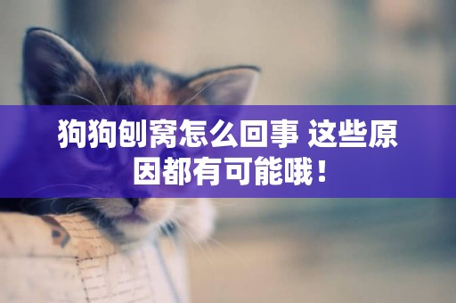 狗狗刨窩怎么回事 這些原因都有可能哦！
