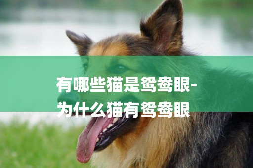 有哪些貓是鴛鴦眼-
為什么貓有鴛鴦眼