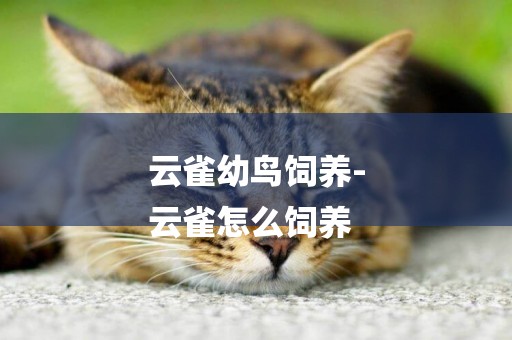 云雀幼鳥飼養-
云雀怎么飼養