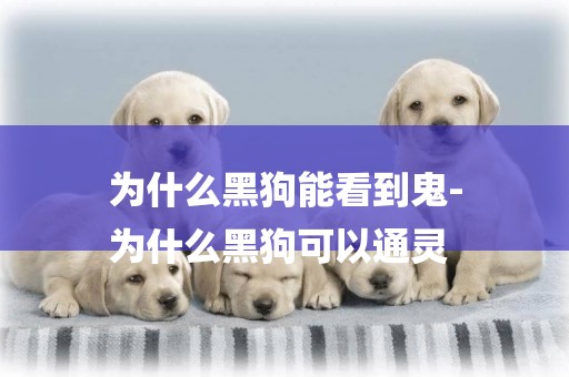 為什么黑狗能看到鬼-
為什么黑狗可以通靈