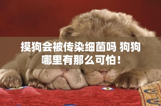 摸狗會被傳染細菌嗎 狗狗哪里有那么可怕！