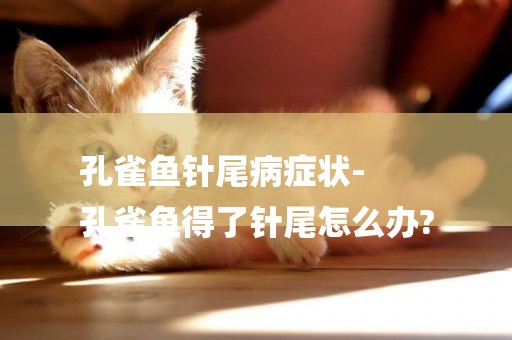 孔雀魚針尾病癥狀-
孔雀魚得了針尾怎么辦?