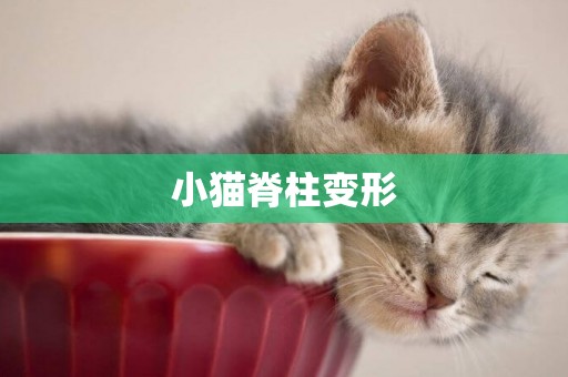 小貓脊柱變形