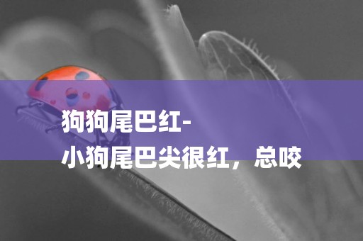 狗狗尾巴紅-
小狗尾巴尖很紅，總咬