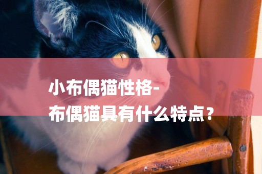 小布偶貓性格-
布偶貓具有什么特點？