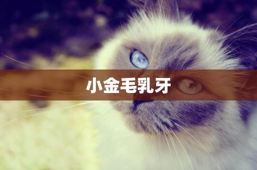 小金毛乳牙