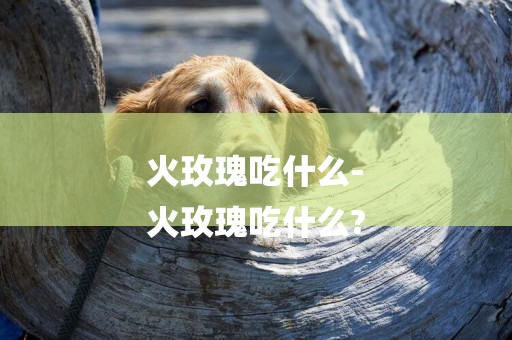 火玫瑰吃什么-
火玫瑰吃什么?