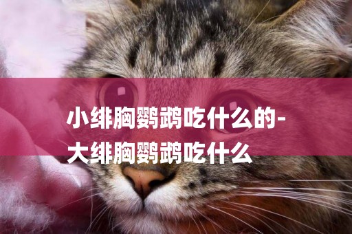 小緋胸鸚鵡吃什么的-
大緋胸鸚鵡吃什么