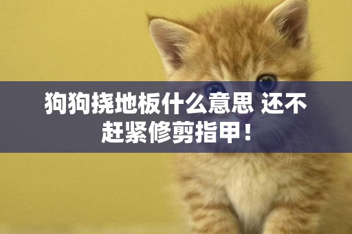 狗狗撓地板什么意思 還不趕緊修剪指甲！