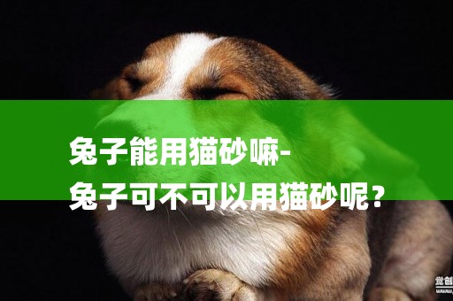 兔子能用貓砂嘛-
兔子可不可以用貓砂呢？