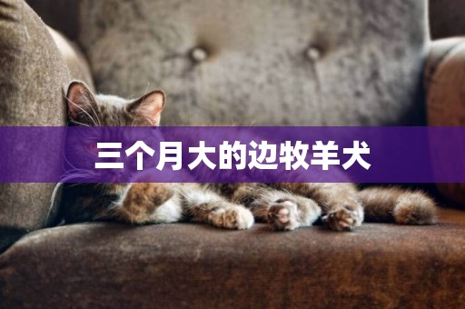 三個月大的邊牧羊犬