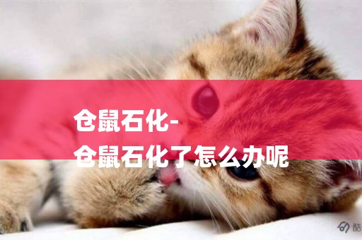 倉鼠石化-
倉鼠石化了怎么辦呢