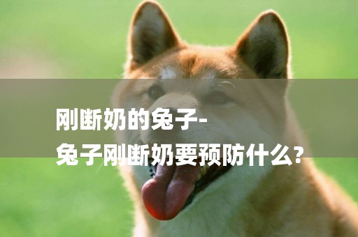 剛斷奶的兔子-
兔子剛斷奶要預防什么?