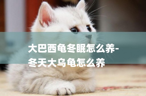 大巴西龜冬眠怎么養-
冬天大烏龜怎么養