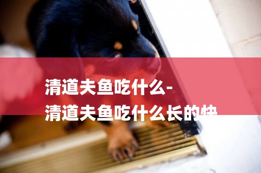 清道夫魚吃什么-
清道夫魚吃什么長的快