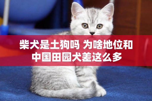 柴犬是土狗嗎 為啥地位和中國田園犬差這么多