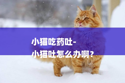 小貓吃藥吐-
小貓吐怎么辦啊？