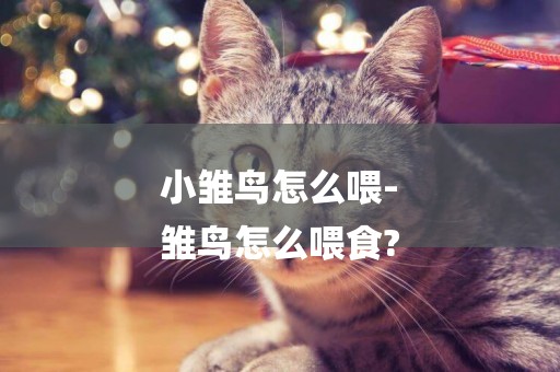 小雛鳥怎么喂-
雛鳥怎么喂食?