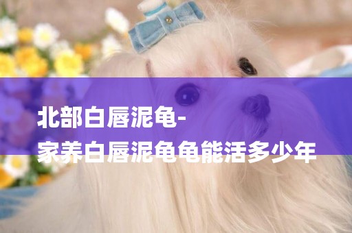 北部白唇泥龜-
家養白唇泥龜龜能活多少年