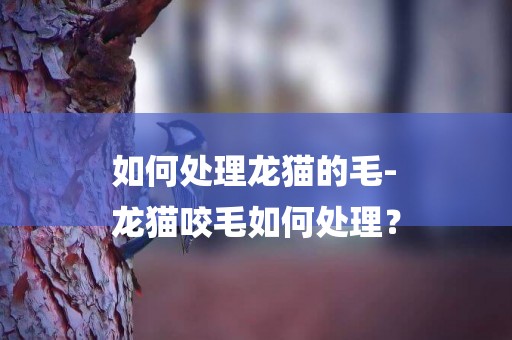 如何處理龍貓的毛-
龍貓咬毛如何處理？