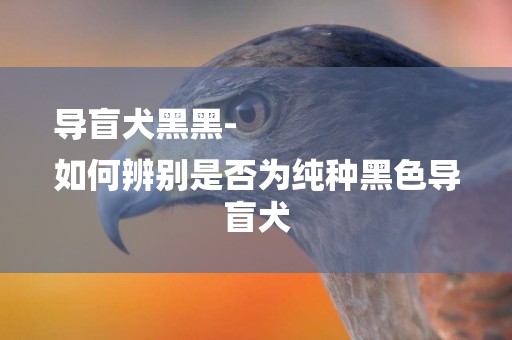 導盲犬黑黑-
如何辨別是否為純種黑色導盲犬