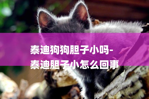 泰迪狗狗膽子小嗎-
泰迪膽子小怎么回事