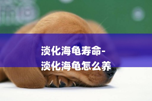 淡化海龜壽命-
淡化海龜怎么養