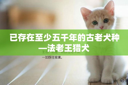 已存在至少五千年的古老犬種—法老王獵犬
