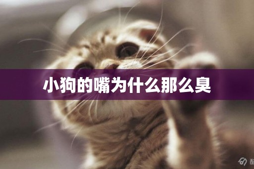 小狗的嘴為什么那么臭